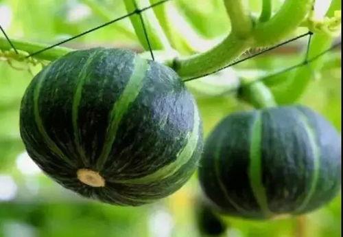 山东两位网红吃瓜视频曝光  第2张